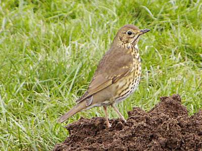 Song Thrush