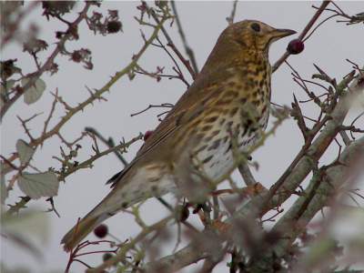 Song Thrush