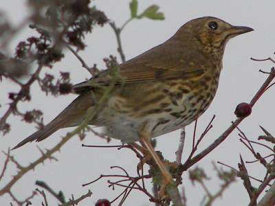 Song Thrush