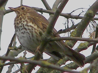 Song Thrush