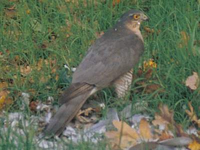 (Eurasian) Sparrowhawk