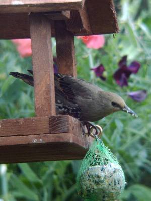 (Common) Starling
