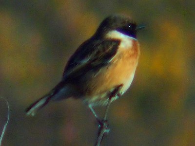 (Common) Stonechat