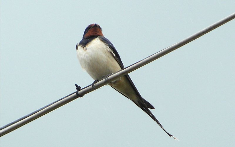 (Barn) Swallow