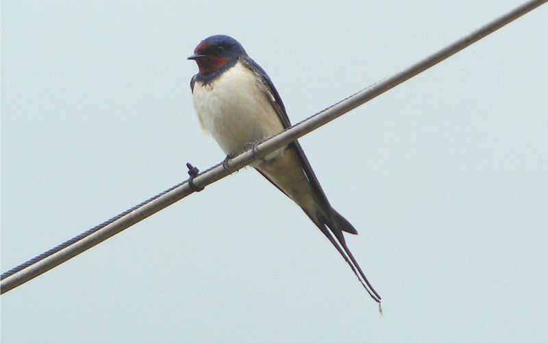 (Barn) Swallow