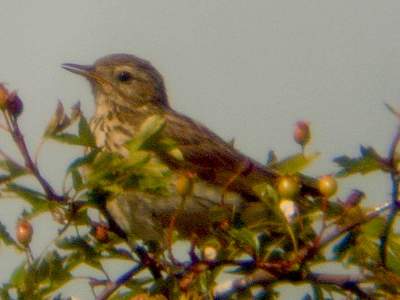 Tree Pipit