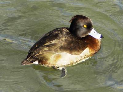 Tufted Duck female