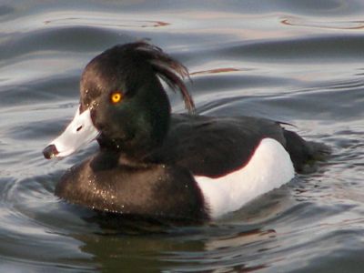 Tufted Duck male