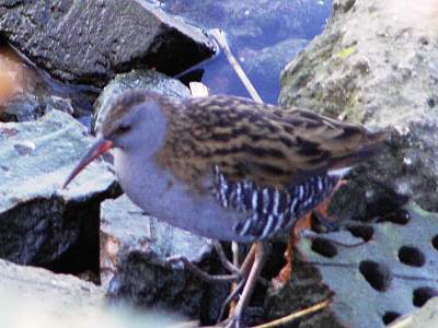 Water Rail