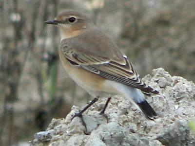 (Northern) Wheatear