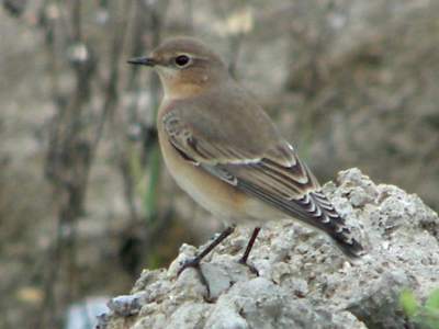 (Northern) Wheatear