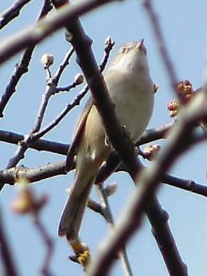(Common) Whitethroat