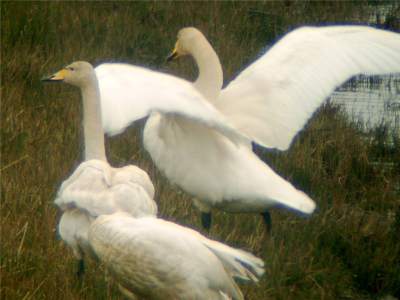 Whooper swan