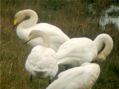 Whooper swan