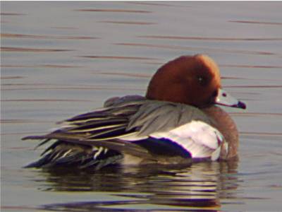 (Eurasian) Widgeon