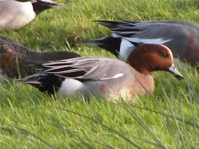 (Eurasian) Widgeon