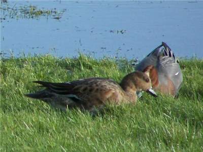 (Eurasian) Widgeon