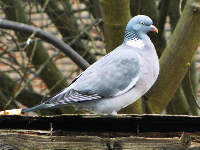 (Common) Wood pigeon