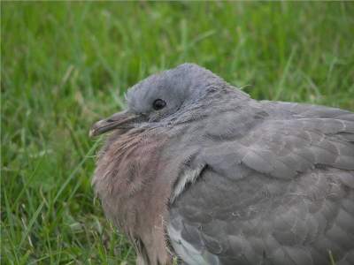 (Common) Wood pigeon
