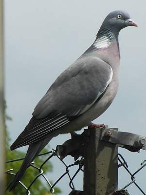 (Common) Wood pigeon