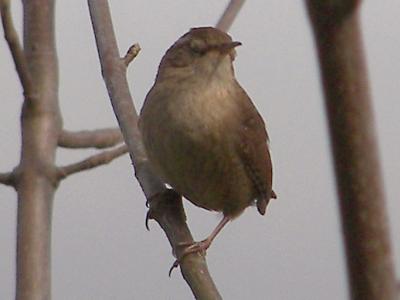 (Winter) Wren