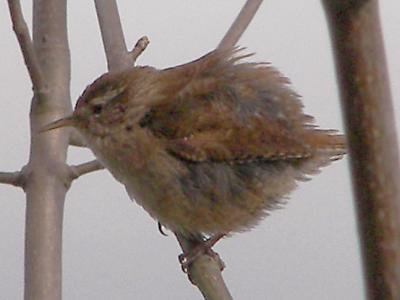 (Winter) Wren