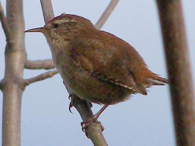 (Winter) Wren