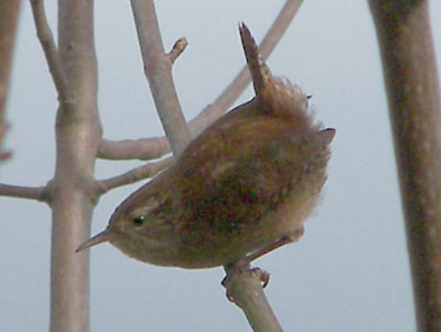 (Winter) Wren