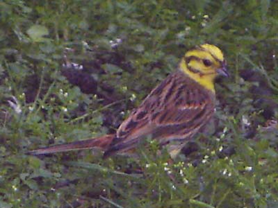 Yellowhammer