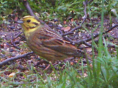 Yellowhammer