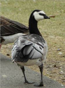 Barnacle Goose