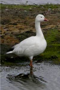 Snow Goose