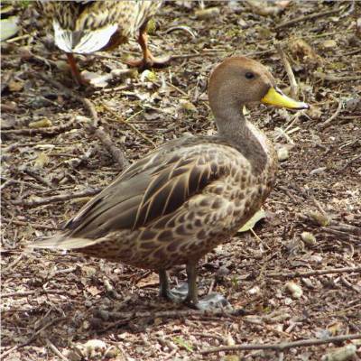 Yellow-billed Pintail