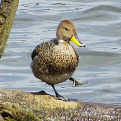 Yellow-billed Pintail