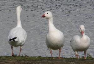 Snow Goose