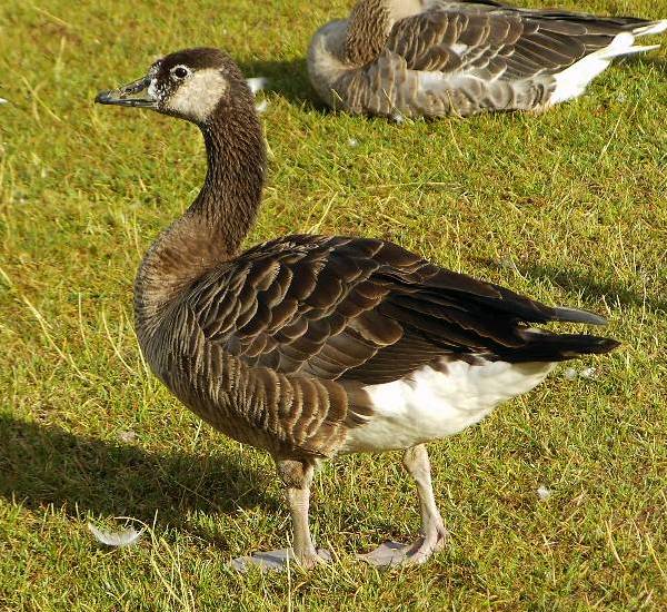 Canada Goose x Greylag Goose