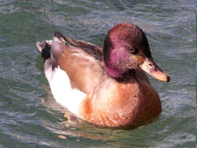 Mallard x Red-crested Pochard