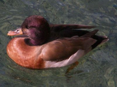 Mallard x Red-crested Pochard