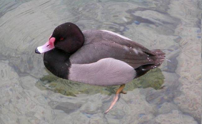 (Common) Pochard x Rosybill Pochard