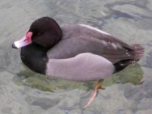 Rosybill x Common Pochard