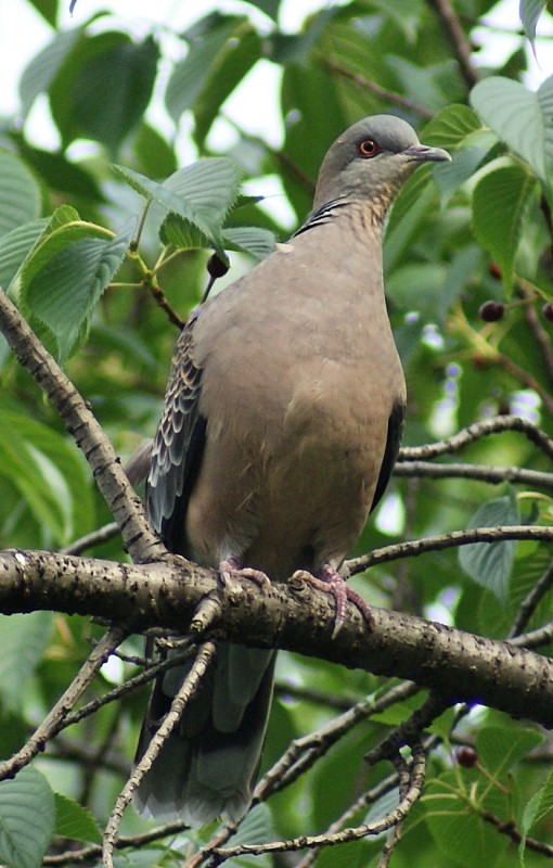 Oriental Turtle-dove