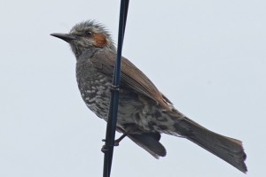 Brown-eared Bulbul