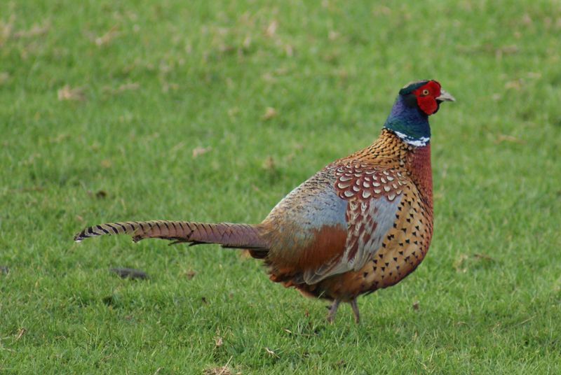 Common Pheasant