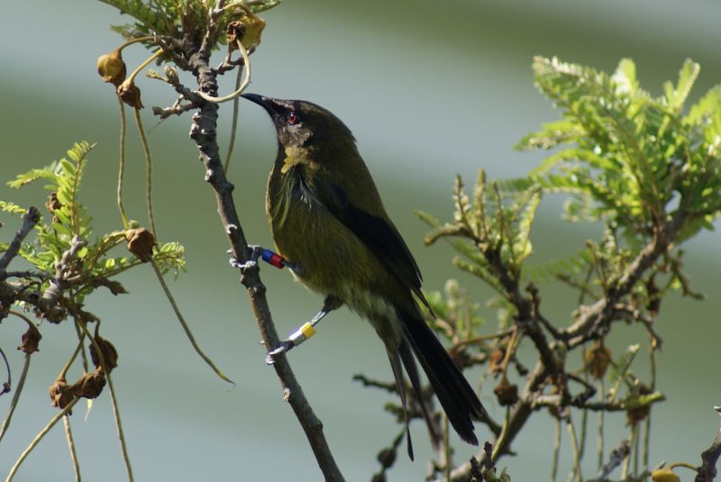 New Zealand Bellbird