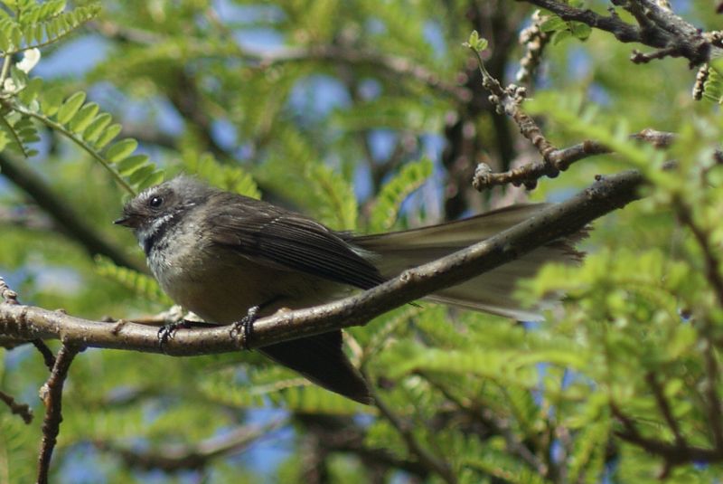 New Zealand Fantail