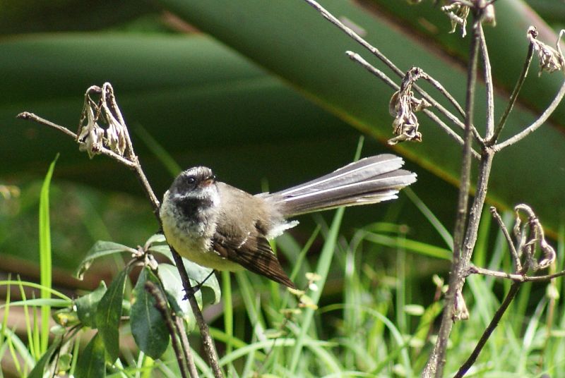 New Zealand Fantail