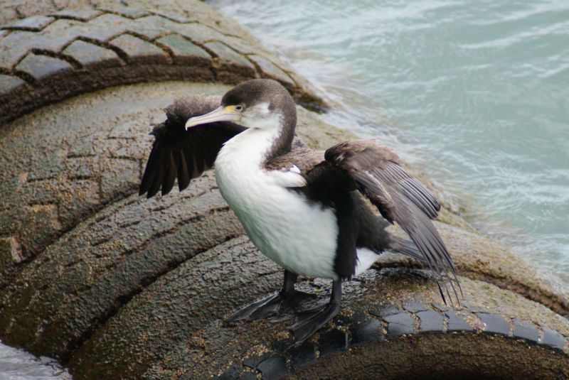 Pied Cormorant