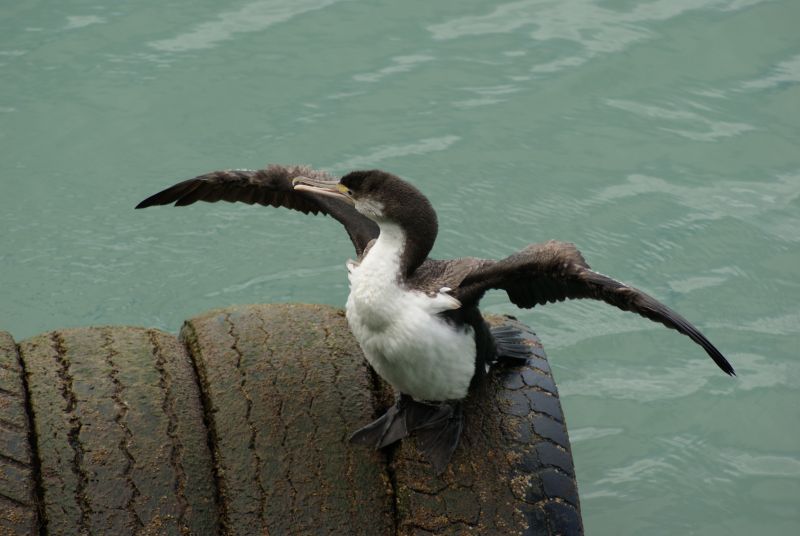 Pied Cormorant
