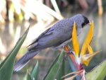 Australian birds