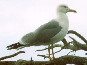 Birds elsewhere